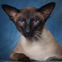 Kimakhet Siamese Cattery