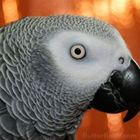 Casa La Parrot LLC