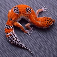 GeckoBoa Reptiles