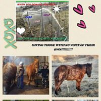 Heart For Hooves Rescue Inc.