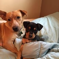 Forever Home Dog Rescue