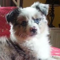 Foster’s Miniature Australian Shepherds