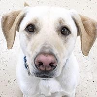 Canine Corral Dog Daycare