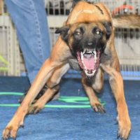 Bay Area Schutzhund/IPO