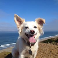 Active Pack – SF Pet Care Services