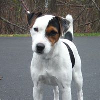 Diamond Gates Jack Russell Terriers