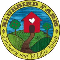 Bluebird Farm- (Cara Petricca/ Animal Sanctuary)