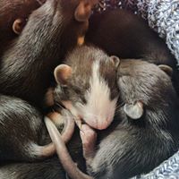 East Coast Rattery