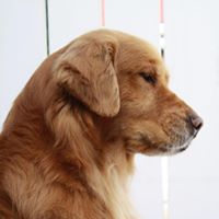 Yankee Golden Retriever Rescue