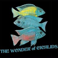 The Wonder Of Cichlids