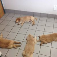 Josie’s Golden Retrievers