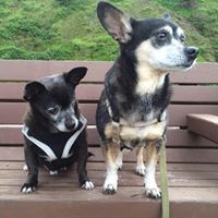 small club: big adventures for small dogs