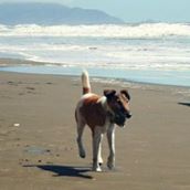 SF City Dog Walks (& sitting)