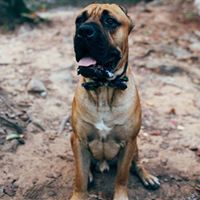 Flint River Cane Corso