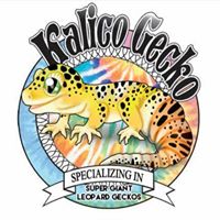 Kalico Gecko