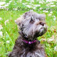 McDorable Miniature Schnauzers