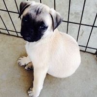 Pug puppies AKC Registered for sale