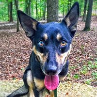 Off Leash K9 Training, Alabama