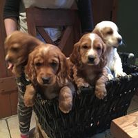 Cocker Spaniel Puppies Purebred for sale