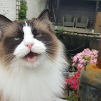 Timo the Ragdoll Cat