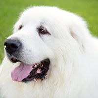 NorthStar Great Pyrenees Rescue of Minnesota