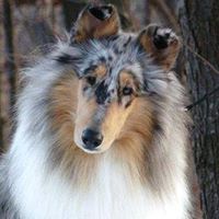 Rough Collies