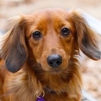 Little Paws Dachshund Rescue