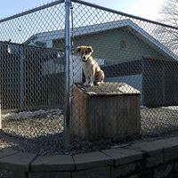 Abby Kennels