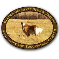 Golden Retriever Senior Rescue Sanctuary