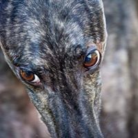 Greyhound Rescue of New England