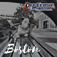 Greater Boston Dog Training: Off Leash K9 Training