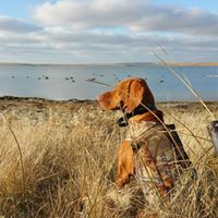 Country Breeze Vizslas