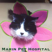 Marin Pet Hospital