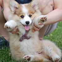 Tibby The Corgi