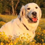 Alabaster Goldens