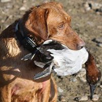 Propes Red Labradors