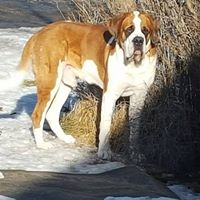 Dionicios Mountain St. Bernards