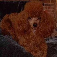 Rennie’s Rose Red Poodles