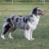 Raindancer Miniature American Shepherds