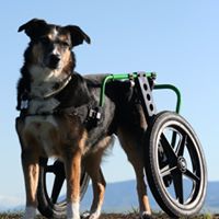 Ruff Rollin’ Wheelchair for Dogs