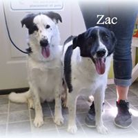 Beaverhead County Animal Shelter