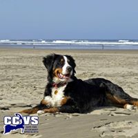 Cape Cod Veterinary Specialists