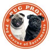 Pug Rescue of Sacramento – Bay to Borders