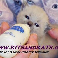 Kits & Kats Rescue