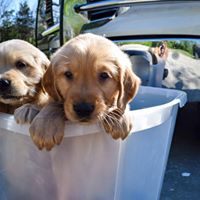 North West Arkansas Golden Retrievers