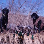 Autumn Dawn Retrievers