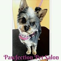 Pawfection Pet Salon