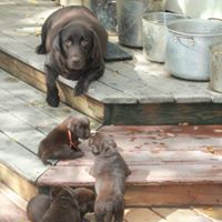 Davikas Labrador Retrievers