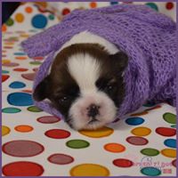 Shi Zi Gou Shih Tzu