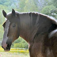 St. Francis Farm Sanctuary & Rescue